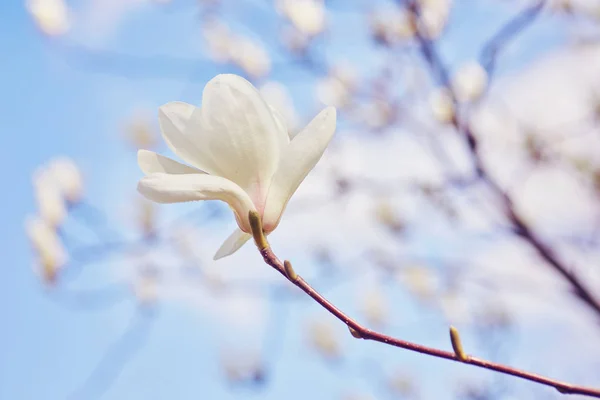 Weiße große Magnolie — Stockfoto