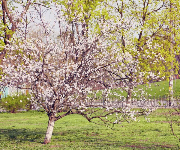 バック グラウンドのフィールドで孤独な開花ツリー — ストック写真