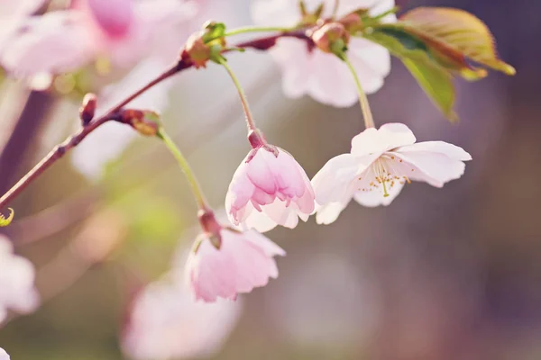 Цветение абрикосового дерева весной с белыми красивыми цветами . — стоковое фото