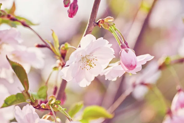Beyaz güzel çiçekler ile bahar zamanında kayısı ağacı çiçek. — Stok fotoğraf