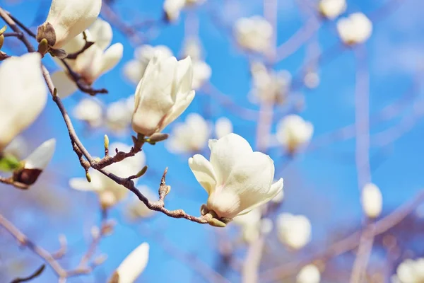 Magnolia grande blanca — Foto de Stock
