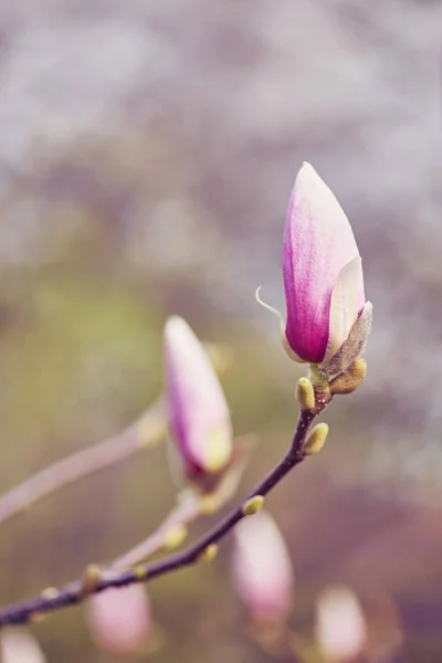 decoration of few magnolia flowers. pink magnolia flower. Magnolia.