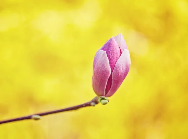 Flor Magnolia floración sobre un fondo de flores. —  Fotos de Stock