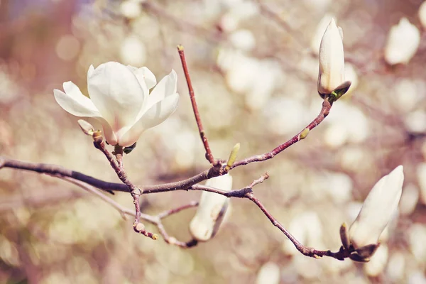 Magnolia grande blanca — Foto de Stock