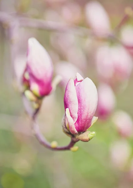 Decoration of few magnolia flowers. pink magnolia flower. Magnolia. — Stock Photo, Image
