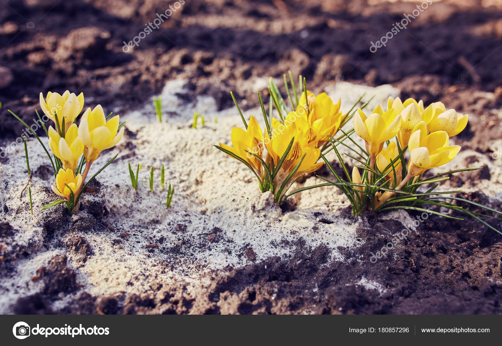 ᐈ Early Spring Backgrounds Stock Images Royalty Free Early Spring Backgrounds Pictures Download On Depositphotos