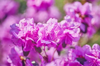 Bahçede açan pembe rhododendron