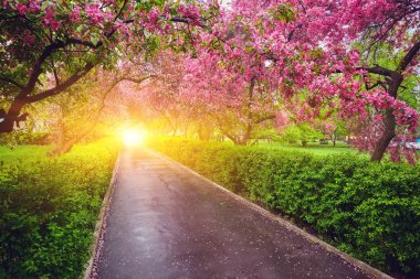 Çiçek açması ile alley Kırmızı elma ağaçları ile Park.