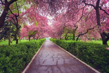 Çiçek açması ile alley Kırmızı elma ağaçları ile Park.