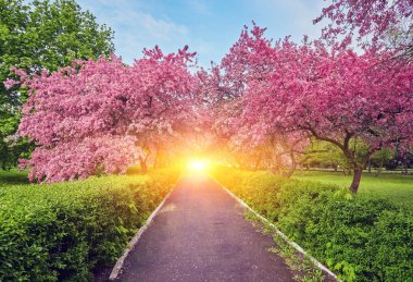 Çiçek açması ile alley Kırmızı elma ağaçları ile Park.