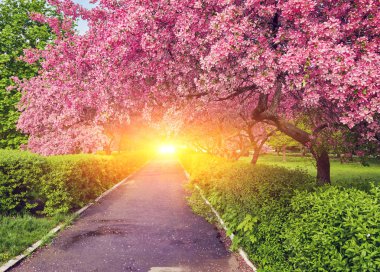 Çiçek açması ile alley Kırmızı elma ağaçları ile Park.