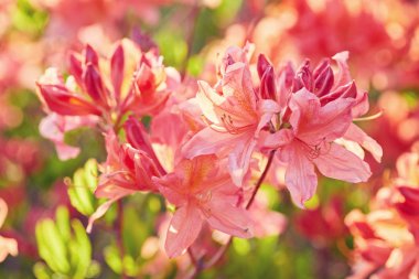 Açık havada bahçede çiçek açan Orange ormangülü çiçek