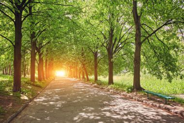 Ağaçların arasından geçen köy yolu.