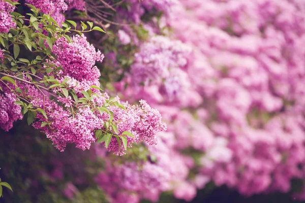 美しい新鮮な紫すみれ色の花。紫の花のクローズ アップ — ストック写真