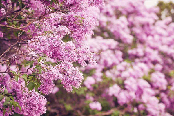 美しい新鮮な紫すみれ色の花。紫の花のクローズ アップ — ストック写真