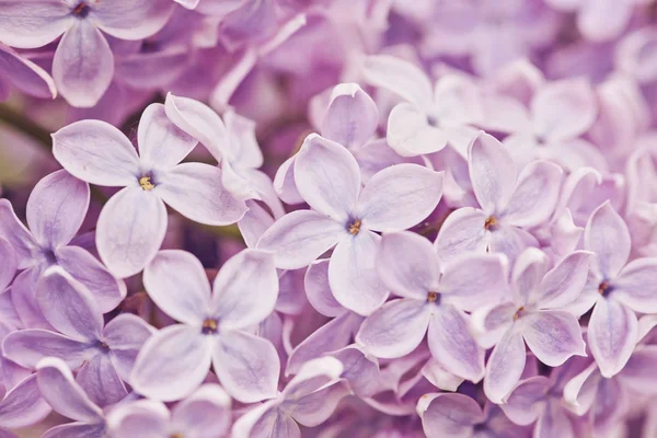 Bahar çiçekleri - Lila çiçek çiçeklenme