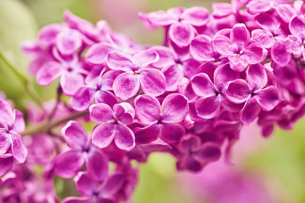 Flores de primavera - flores de lilás florescentes — Fotografia de Stock