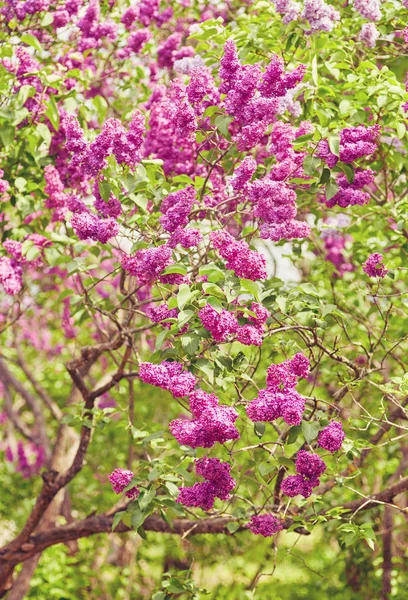 Fioriture di lilla. Un bel mazzo di primi piani lilla. Ramo verde w — Foto Stock