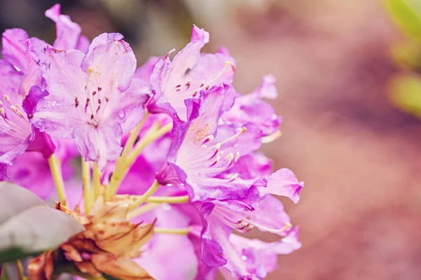 Kwitnący różowy rododendron w ogrodzie — Zdjęcie stockowe