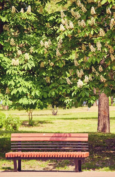 Bench in the park, under the chestnut