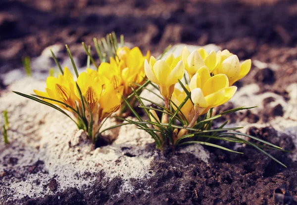 Rośnie na ziemi wczesną wiosną żółte krokusy. Pierwsze spr — Zdjęcie stockowe
