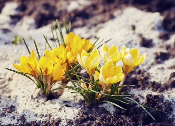 Krokusgelbe Blüten auf braunem, natürlichem Hintergrund. — Stockfoto