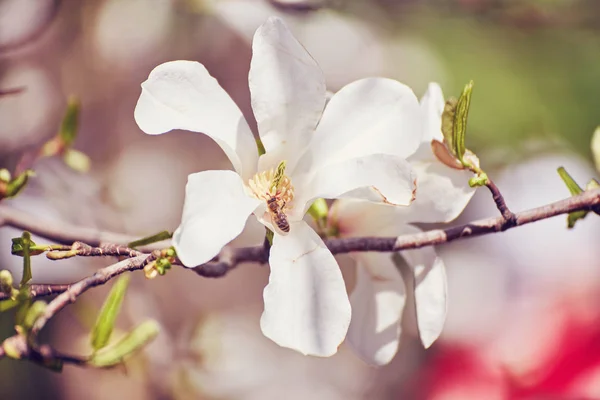 Beyaz Manolya çiçeği — Stok fotoğraf