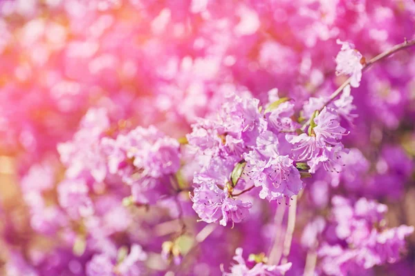 Blommande rosa rhododendron i trädgården — Stockfoto