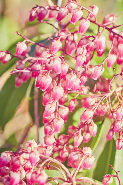 Erica gracilis. Shinning kwiaty różowe bell wrzos — Zdjęcie stockowe