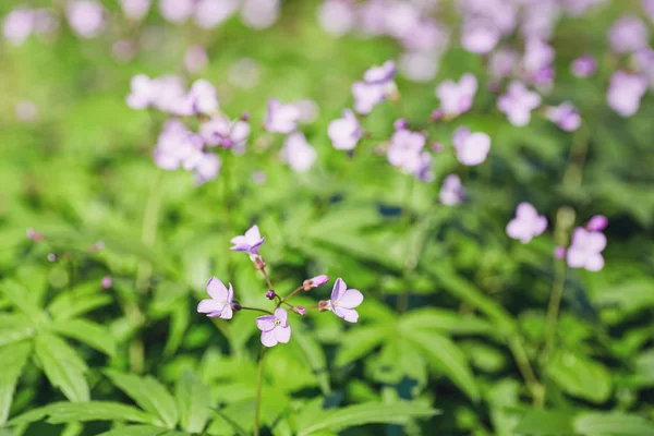 Saponaria ocymoides światła purpurowy kwiat — Zdjęcie stockowe