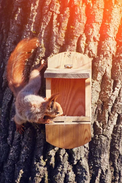 Funny squirrel sitting in a manger — Stock Photo, Image