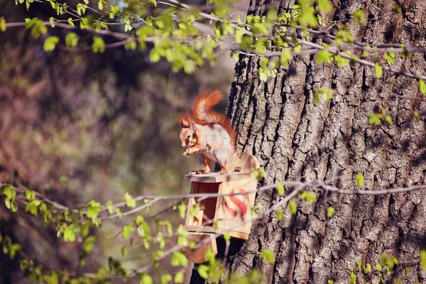 Squirrel sits on a tree in the manger — Stock Photo, Image