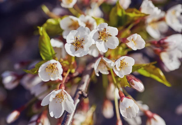 Frontera de primavera o arte de fondo con flor rosa . — Foto de Stock