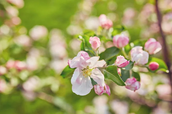 Blossoming apple tree with white flowers — Stock Photo, Image