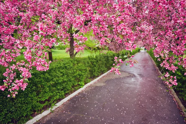 Dekorativa rött äpple träd blommor blommar på våren, flo — Stockfoto