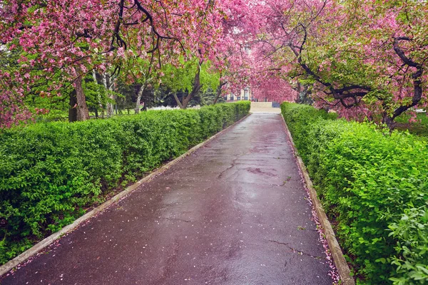 Park s alej kvetoucí červené jabloní. — Stock fotografie