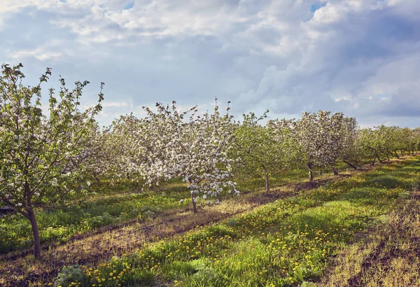 Beautiful blooming of decorative white apple and fruit trees ove — Stock Photo, Image
