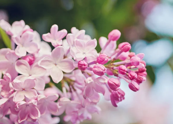 Macro imagem de flores violeta lilás primavera — Fotografia de Stock