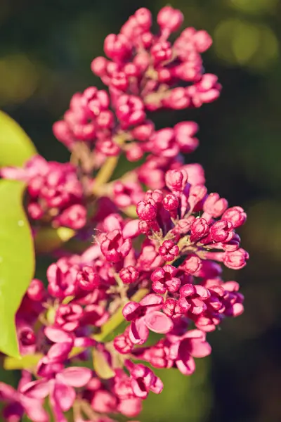 Fiori di primavera - fiori lilla fiorenti — Foto Stock