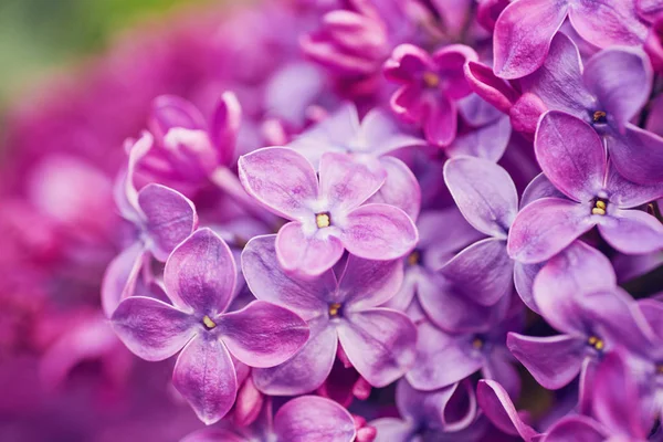 Μακροεντολή εικόνα των ιωδών λουλουδιών άνοιξη λιλά — Φωτογραφία Αρχείου