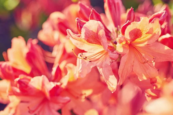Orangefarbener Rhododendron blüht im Garten — Stockfoto
