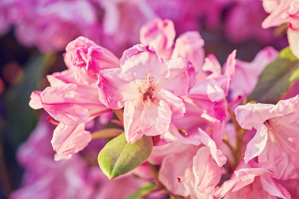 Rosa florescente Rhododendron Azalea — Fotografia de Stock