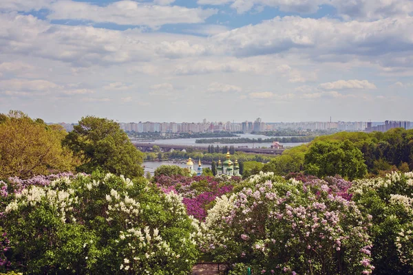Lilac bushes blooming in the park. — Stock Photo, Image