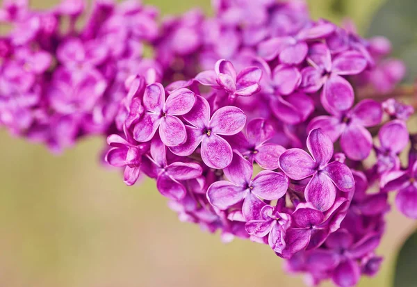 Fleurs de lilas parfumées Syringa vulgaris. Faible profondeur de champ — Photo