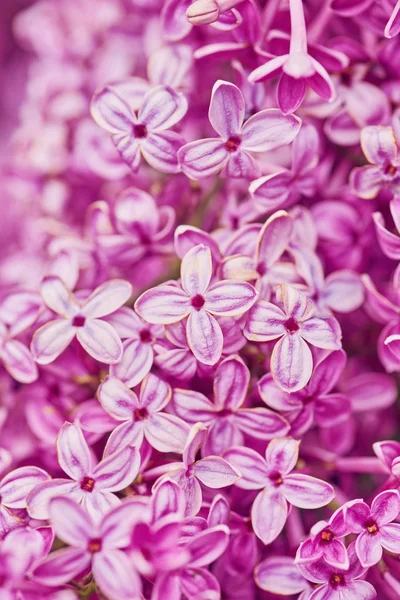 Leylak kokulu çiçekleri Syringa vulgaris. Fiel sığ derinliği — Stok fotoğraf