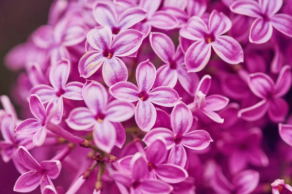 Vårens blommor - blommande lila blommor — Stockfoto