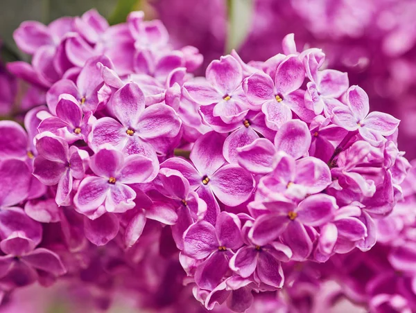 Flores de primavera - flores de lilás florescentes — Fotografia de Stock