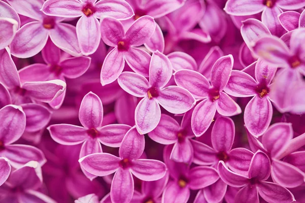 Voňavé květy lila šeřík obecný. Mělká hloubka polí — Stock fotografie