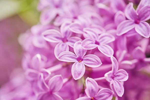 Voňavé květy lila šeřík obecný. Mělká hloubka polí — Stock fotografie