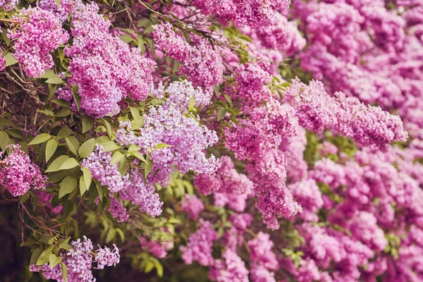 春の花 - ライラック色の花を開花 — ストック写真